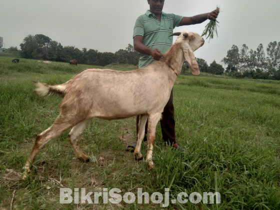 বাড়িতে পালিত কুরবানির জন্য বিভিন্ন সাইজের ছাগল বিক্রি